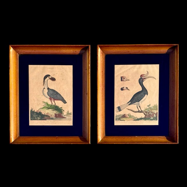 18th Century 18th-Century English Hand-Colored Natural History Orinthology Bird Engravings, Pair For Sale - Image 5 of 8