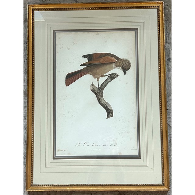 Antique Hand Colored Engraving of Red-Brown Jay Bird No. 48 by Jacques ...