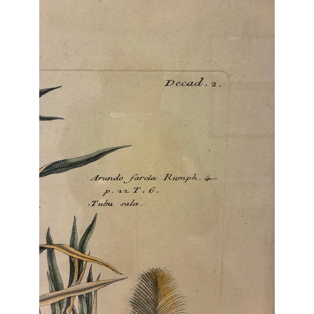 French Vintage French Arundo Farcla Botanical Print in Distressed Black & Gold Frame For Sale - Image 3 of 5