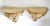 Maitland - Smith Corbel Wall Sconce Shelves - Extra-Large Pair Antique Style For Sale - Image 4 of 11