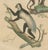 The Eastern Black-and-White Colobus and Tarsier, 1845, Paper For Sale - Image 3 of 6