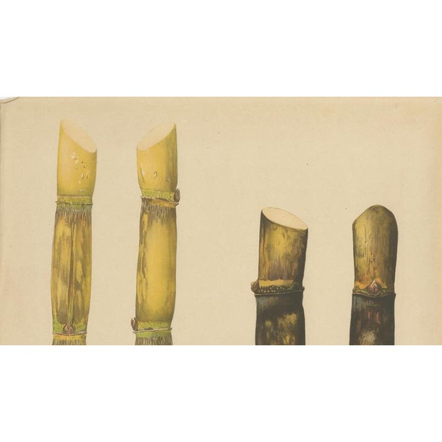 Late 19th Century Sugarcane, 1892, Paper For Sale - Image 5 of 10