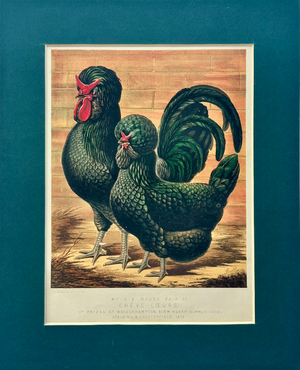 Black Crested Chickens, Original Chromolithograph by Ludlow