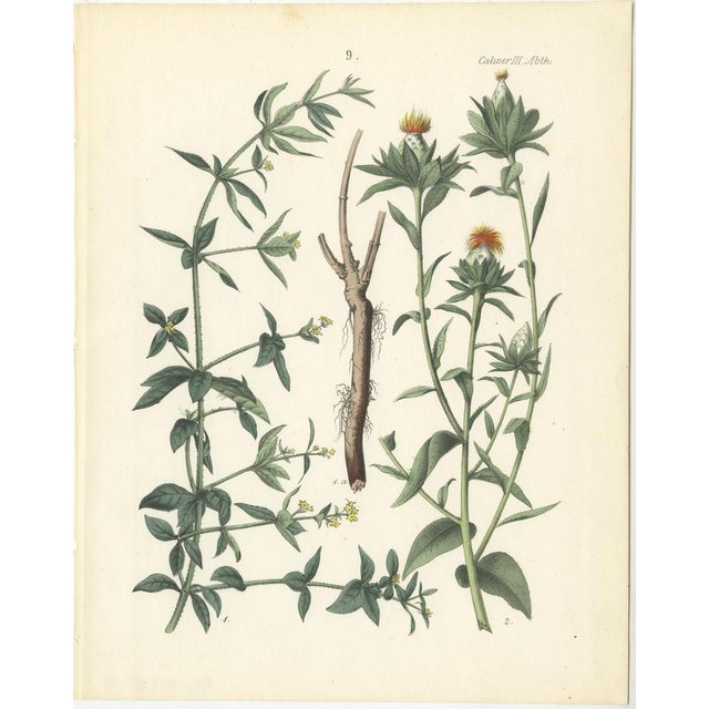 Calwer, Botanical Plates of Technical Plants, 1854, Prints, Set of 12 For Sale - Image 10 of 15