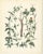 Calwer, Botanical Plates of Technical Plants, 1854, Prints, Set of 12 For Sale - Image 10 of 15