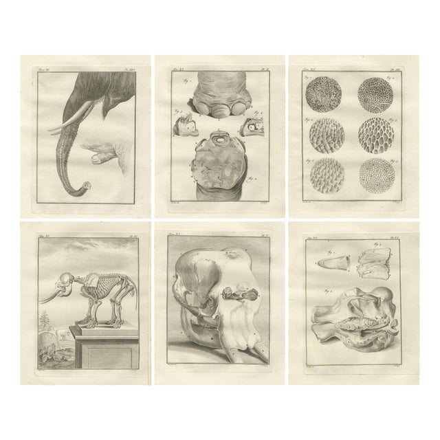 Elephant Anatomy Engravings, 1769, Set of 6 For Sale