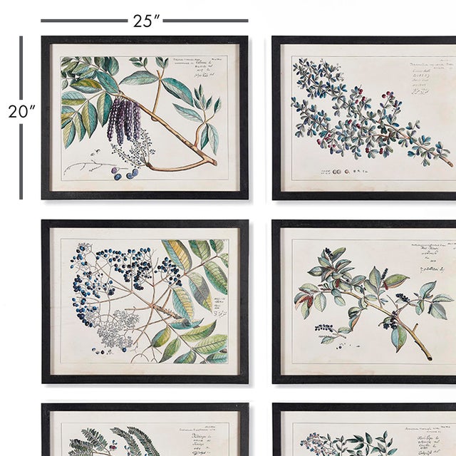 This set of six Berry Botanicals is rich in tone and formal in feel. A fitting set for stately study or entry foyer....