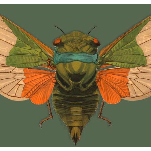The series was produced by CFA editions from original pochior prints by E.A. Seguy. The series of insects that Seguy...