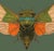 The series was produced by CFA editions from original pochior prints by E.A. Seguy. The series of insects that Seguy...