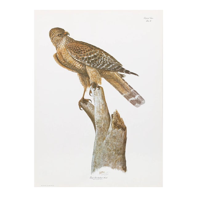 Florida Red Shouldered Hawk, Sean Bollar Lithograph, Signed in Pencil For Sale