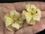 1950s Austria Pale Yellow Frosted Flower and Crystal Earrings, Pair For Sale - Image 4 of 8