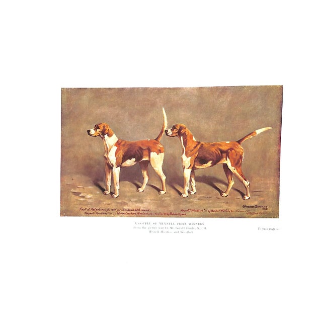 1910s "The Foxhound of the Twentieth Century the Breeding and Work of the Kennels of England" 1914 Bradley, Cuthbert For Sale - Image 5 of 13