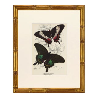 19th Century Antique English Butterfly Print 1897 For Sale