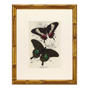 19th Century Antique English Butterfly Print 1897