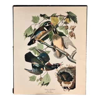 1964 Audubon Folio Lithograph Great Bird Paintings – “Summer or Wood Duck” 17x14 For Sale
