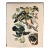 1964 Audubon Folio Lithograph Great Bird Paintings – “Summer or Wood Duck” 17x14 For Sale