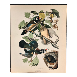 1964 Audubon Folio Lithograph Great Bird Paintings – “Summer or Wood Duck” 17x14