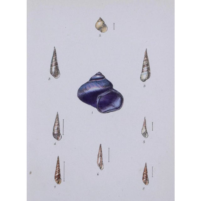 19th Century Antique Hand Colored English Shell Print by John Jeffreys 1869 For Sale - Image 4 of 6