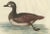 Seligmann, Small Brown and White Duck, 1770, Paper For Sale - Image 5 of 7