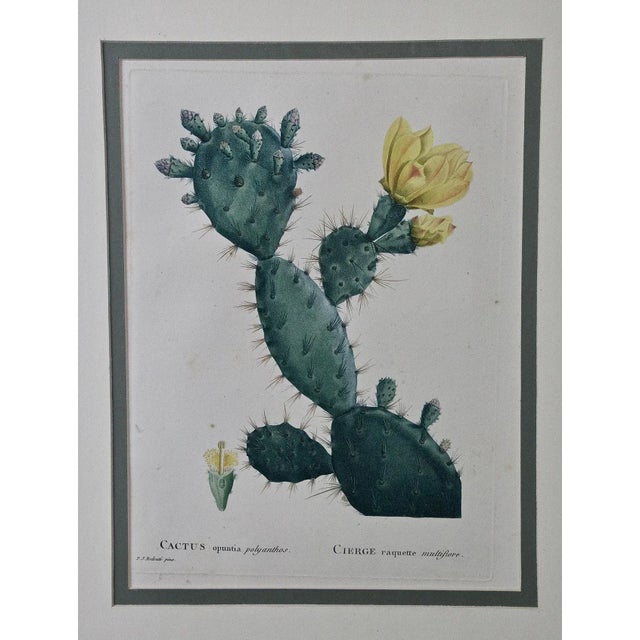This hand colored stipple engraving entitled "Cactus Opuntia Polyanthos, Cierge Raquette Multiflore" by Pierre-Joseph...