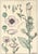 Rare! 1896 Antique French Art Nouveau Botanical Lithograph Pochoir-Grasset-Poppy, Matted For Sale - Image 4 of 4