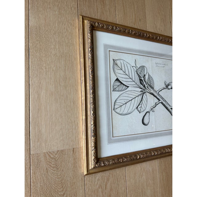 Dennis & Leen Botanical Print With Gilded Frame – DL-Art 39 For Sale In Kansas City - Image 6 of 9