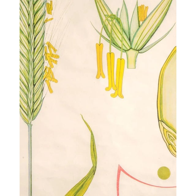 Botanical Poster by Volk und Wissen Volkseigener Verlag, Germany, 1980s For Sale - Image 4 of 8