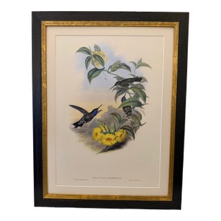 1990s Framed Print, Blue-Throated Cazique Hummingbird (Plate 60- Hill House Edition) Reproduction Print After John Gould For Sale