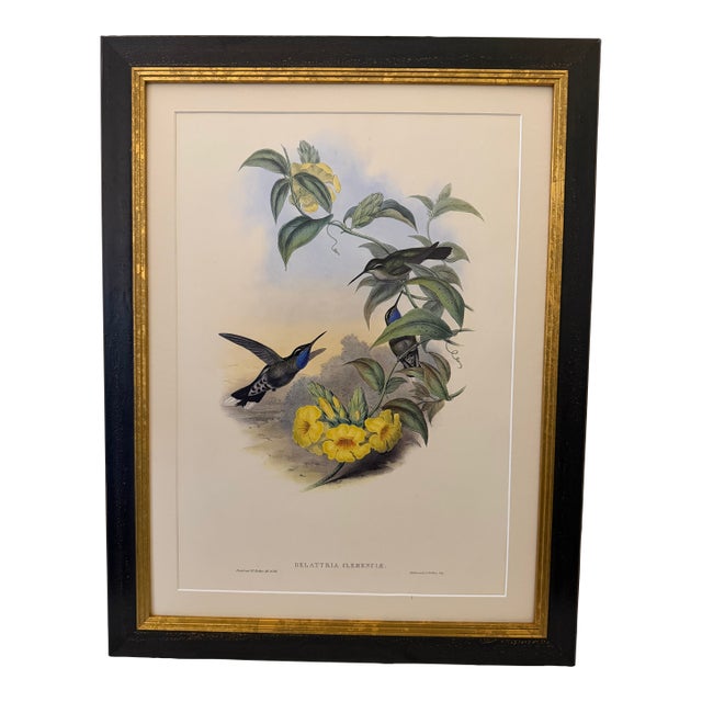 1990s Framed Print, Blue-Throated Cazique Hummingbird (Plate 60- Hill House Edition) Reproduction Print After John Gould For Sale