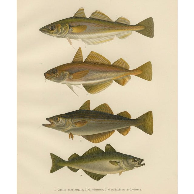 Whiting and Poor Cod and Pollack and Saithe, 1895, Paper For Sale - Image 6 of 10