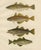 Whiting and Poor Cod and Pollack and Saithe, 1895, Paper For Sale - Image 6 of 10