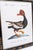 Pair of Native Duck Engraving Prints Saverio Manetti For Sale - Image 12 of 17
