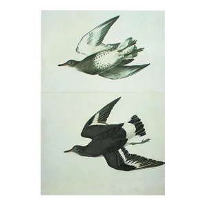 1966 Vintage Cottage Print After John James Audubon, "Surfbirds"