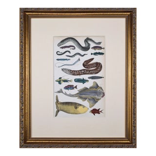 19th Century Antique Hand Colored Fish & Eel Engraving by Goldsmith For Sale