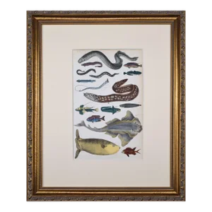 19th Century Antique Hand Colored Fish & Eel Engraving by Goldsmith