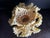 Shell Vintage South Pacific Cowrie Shell Vase For Sale - Image 7 of 12