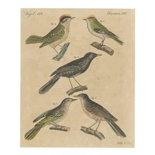 Bertuch, Goldcrest and Firecrest with Songbirds, 1820, Print For Sale