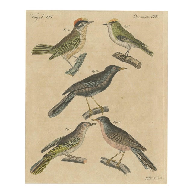 Bertuch, Goldcrest and Firecrest with Songbirds, 1820, Print For Sale