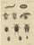 Bertuch, Diving Beetles and Water Beetles with Larva, 1815, Print For Sale - Image 12 of 12