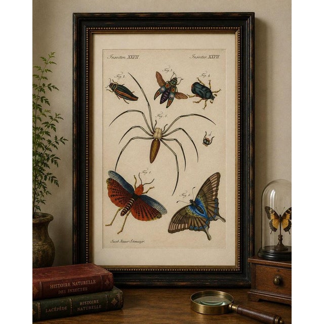Original antique print of exotic insects, spider and butterfly by bertuch, c. 1800 original antique hand-colored copper...