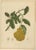 Unknown, Botanical of Buddha's Hand Citron, 1880, Chromolithograph For Sale - Image 6 of 6