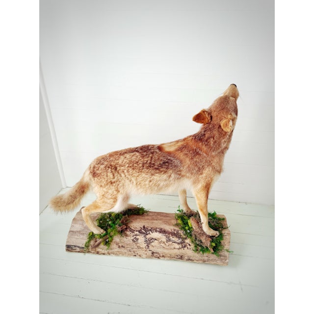Wood Vintage Full-Body Howling Coyote Taxidermy on Handcrafted Woodland Display Base For Sale - Image 7 of 12
