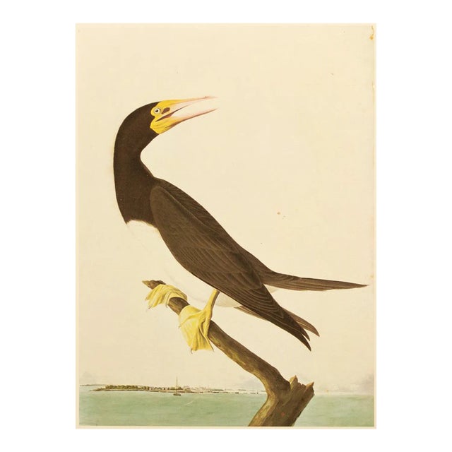 1966 Brown Booby After Audubon, Vintage Full-Color Print For Sale
