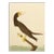 1966 Brown Booby After Audubon, Vintage Full-Color Print For Sale