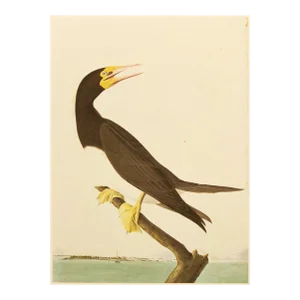 1966 Brown Booby After Audubon, Vintage Full-Color Print