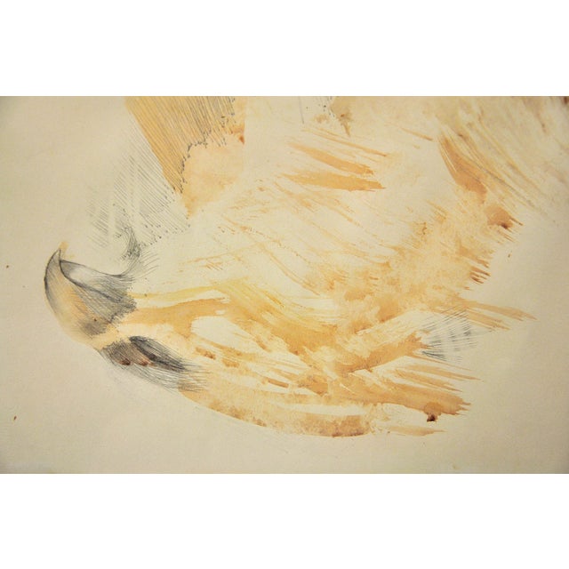 Dame Elisabeth Frink, Hawk, 1969, Watercolour For Sale - Image 4 of 18