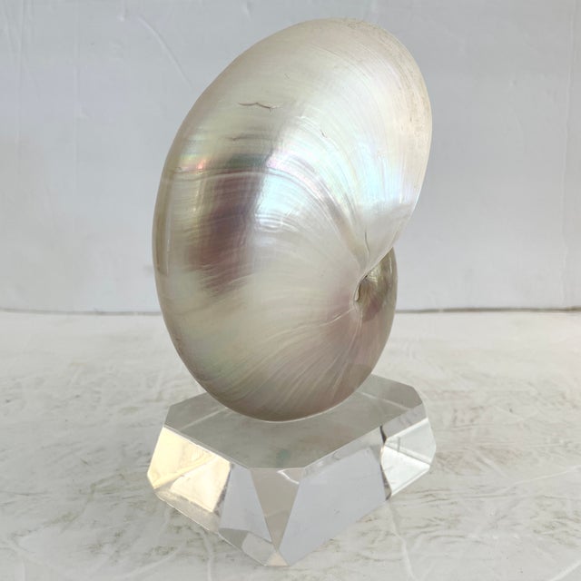 Shell on a Lucite Base | Chairish