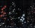 Chinese 36" * H96"/Panel * 4ps, Black Chinese Bird-and-Flower Wallpaper, Bird-and-Flowe Wallpaper Mural, 4 Panels For Sale - Image 3 of 7