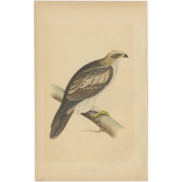 Eagles and Their Eggs, Paper, Set of 4 For Sale - Image 5 of 9