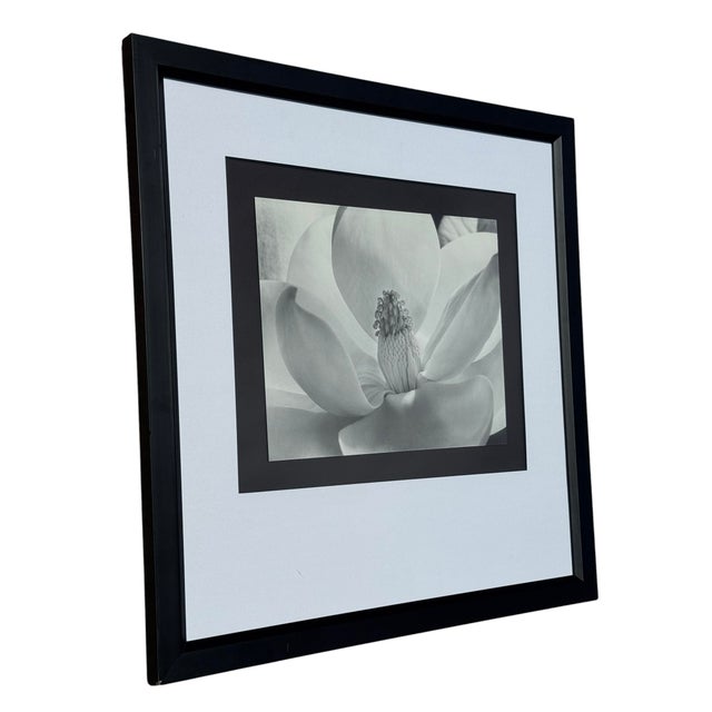 This framed art print features Imogen Cunningham's iconic 1925 photograph, Magnolia Blossom, showcasing the delicate...